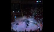 В Сеть выложили видео инцидента с взбунтовавшимися слонами в цирке Ташкента