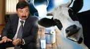 Эксперты про рекордные надои фермы Досмухамбетова: Это какое надо иметь вымя