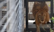 В Чили попытка суицида в зоопарке закончилась смертью двух львов