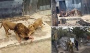 Навстречу смерти: В Сети появились жуткие кадры из чилийского зоопарка