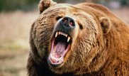 Медведь откусил палец уборщику зоопарка в Шымкенте