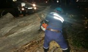 Упавший от ветра тополь перекрыл движение в Алматы