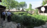 В ЮКО пенсионер разбил на участке плантации конопли и мака