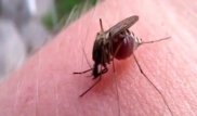 В Актобе 100 детей за неделю попали в больницу из-за укусов комаров