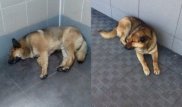 Пес уже неделю ждет своего хозяина в аэропорту Камчатки