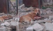 В Караганде на глазах у детей жестоко избили собаку металлическим ломом