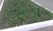 В Костанае на клумбах с тюльпанами заметили коноплю