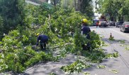 Упавшая ветка парализовала движение по улице Гоголя в Алматы