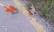 Видеоиздевательство над вараном в ЮКО попало в сеть