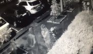 Алматинские воришки попали на камеру наблюдения