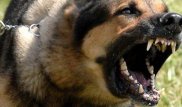 В Костанае собака покусала грудного ребенка