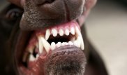 В Костанае усыпили собаку, покусавшую грудного ребенка