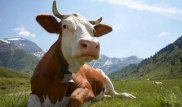 Кыргызстанцев начали пугать зараженным сибирской язвой мясом