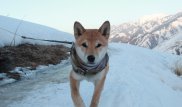 Алматинцев обязали хорошо кормить кошек и собак