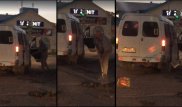 Водитель маршрутки заделывает ямы на дороге в Уральске