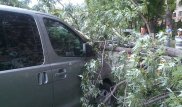 Дерево придавило авто в Алматы