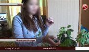 Марихуану в горшках на подоконнике выращивала безработная в Актау