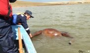 В поселке Южно-Казахстанской области домашний скот унесло селевым потоком