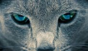 Ученые создают роботов-хищников