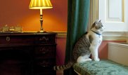 Кот Ларри продолжит работу на Даунинг-стрит после ухода Кэмерона