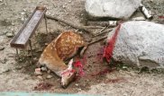 Фото с окровавленным оленем объяснили в "Тау Дастархане"