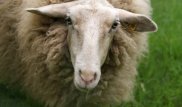 На 3,5 миллиона тенге оштрафовали полицейских за взятку в виде овцы в Актюбинской области