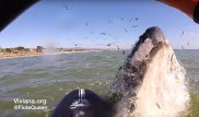 Калифорнийский серфер сняла на видео встречу с китом