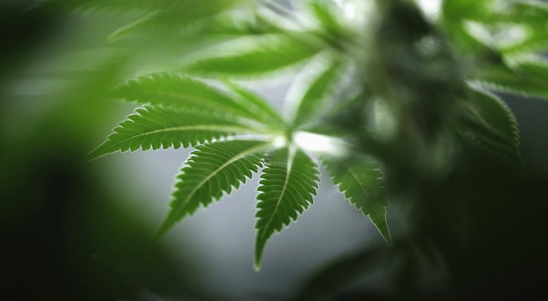 Выращивание конопли в медицинских целях трехлитровая банка марихуаны