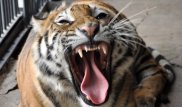 Житель Астаны подарил амурского тигра алматинскому зоопарку