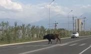 Переходящая улицу по пешеходному переходу корова удивила алматинцев