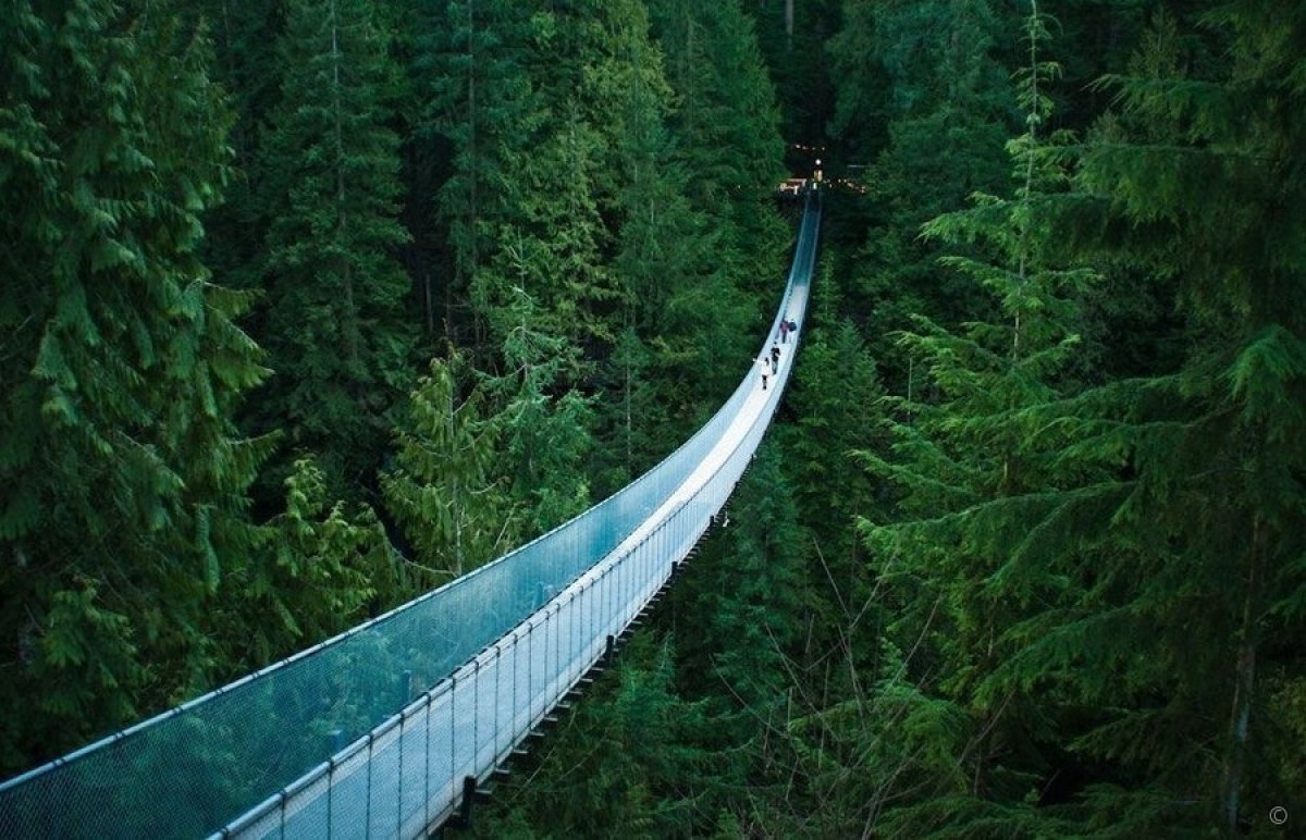 мост навесной обрыв ущелье лес скачать