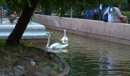 Ситуацию с "голодными лебедями" у фонтана "Акку" разъяснили в зоопарке Алматы