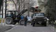 Алматинцы могут пожаловаться на вырубку деревьев через мобильное приложение
