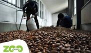 Алматинский зоопарк просит горожан помочь в заготовке желудей