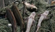 Более 200 килограммов рыбы изъяли у браконьеров в Атырауской области