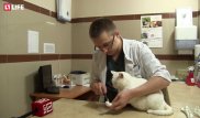 Российские ветеринары вживят коту из Казахстана 3D-лапы