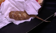 В KFC посетителю вместо курицы подали жареную крысу