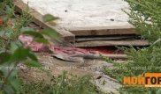 Подозреваемого в убийстве отчима арестовали в Уральске