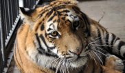 Полиция разыскивает хозяина амурского тигра, найденного близ Астаны