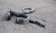 Гражданин Китая со змеей в кармане пытался пересечь границу Казахстана