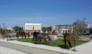 В Сатпаеве лошади паслись на новом газоне перед акиматом