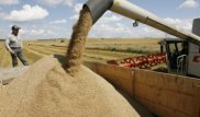 Рекордный урожай зерновых собрали в Казахстане