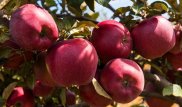 "Juicy Алматинское яблоко" - выращено и сделано в Казахстане