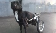 В Павлодаре увеличивается количество собак-инвалидов на спецколясках