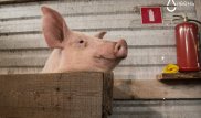 На Семипалатинском полигоне работает "радиоактивная" ферма