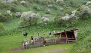 Изучите их дикие корни - National Geographic написал о родине яблок