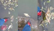 После видео с мертвой рыбой в Астане началось расследование
