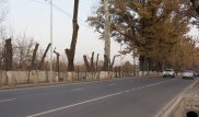 В акимате Алматы объяснили массовую обрезку деревьев "под ноль" в Наурызбайском районе