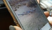 Скелет на распространяемом в соцсетях фото принадлежит пропавшему охотнику - ДВД