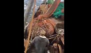 Рыбаки вытащили полную сеть. Никто не ожидал, что окажется внутри